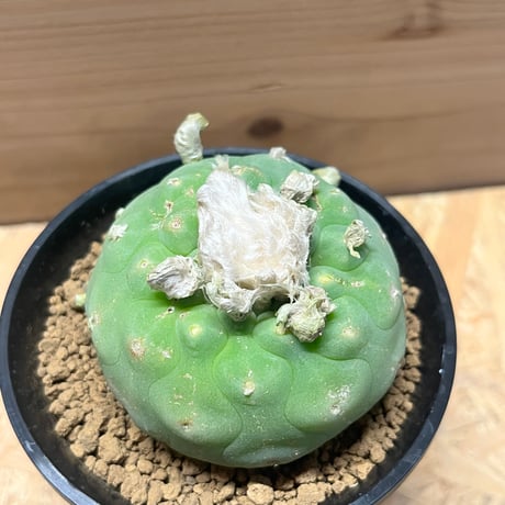 ロフォフォラ　ディフューサ　翠冠玉