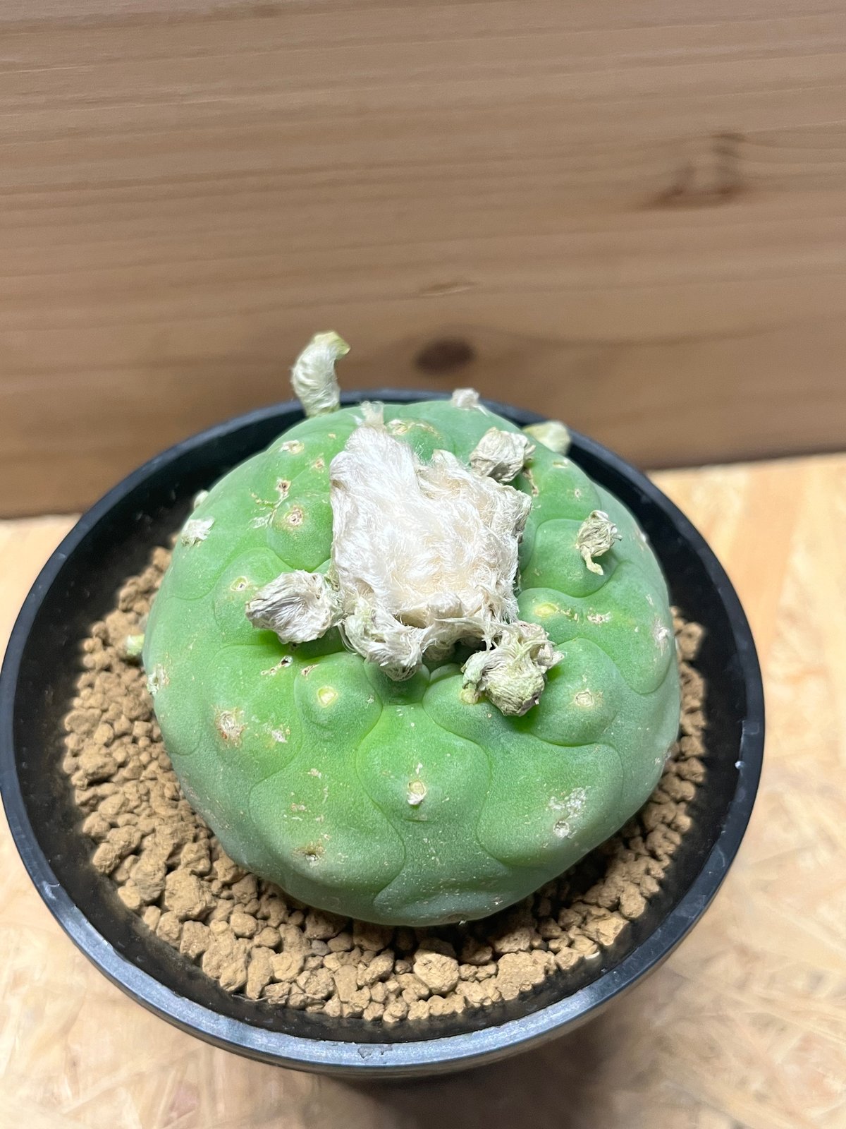 現地球 ロフォフォラ ディーフューサ 翠冠玉 サボテン ロフォフォラ ディフューサ 翠冠玉 | GREEN LUCK