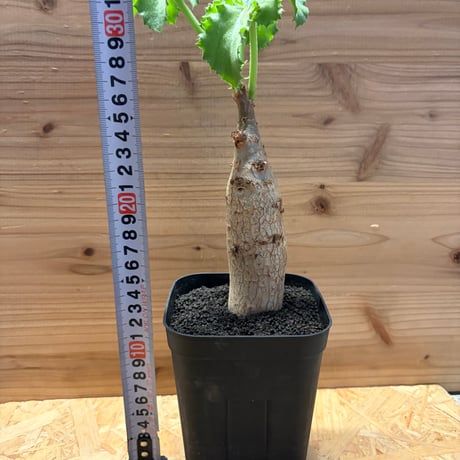 キフォステンマ　ユター