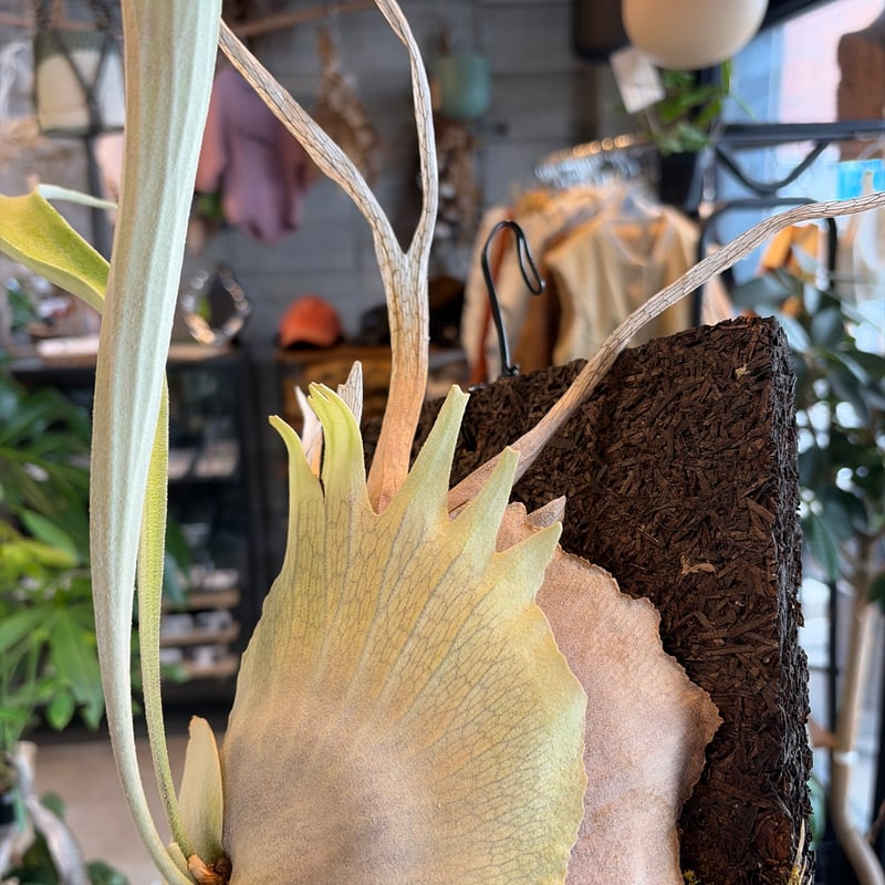 ビカクシダ ベイチー ワイルド | GREEN LUCK