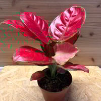 アンスリウム クエレマレンセ | GREEN LUCK