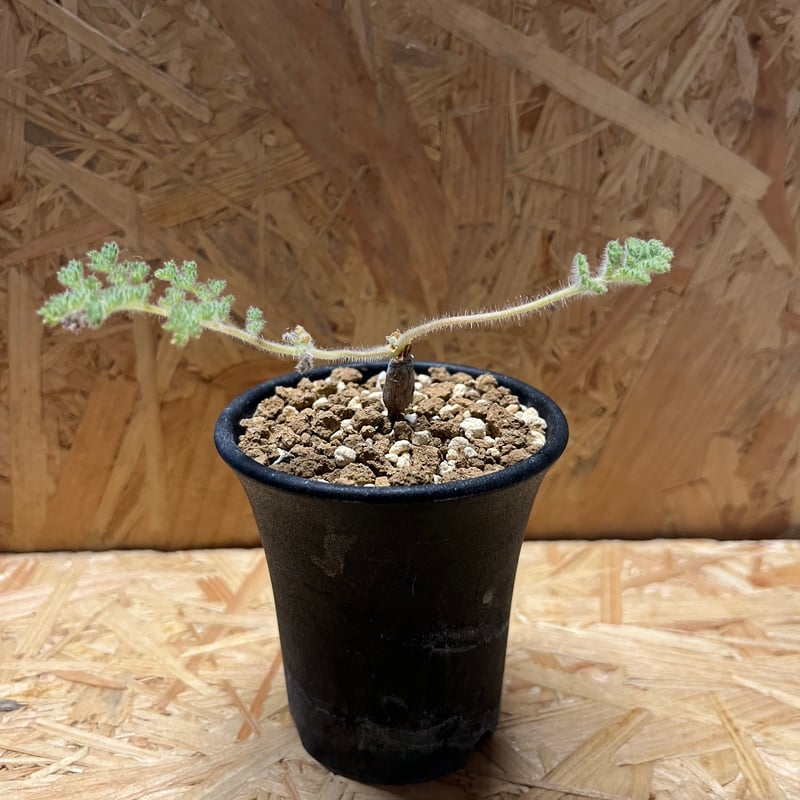 ペラルゴニウム トリステ 良型 ペラルゴニウム・トリステ（ベアルート株）