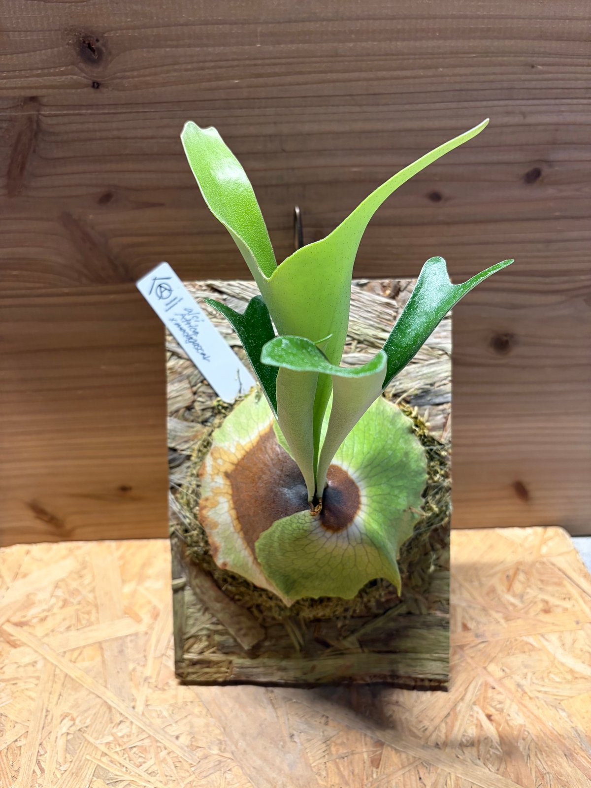 ビカクシダ　アルシコルネ　マダガスカル ビカクシダ アルシコルネ アフリカ×マダガスカル | GREEN LUCK