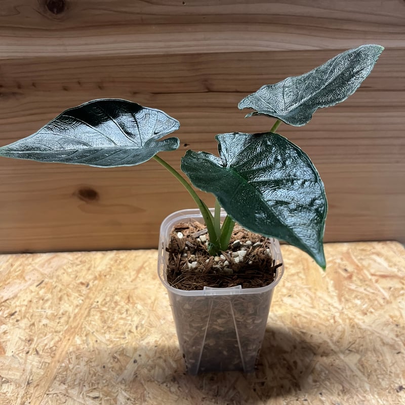 アロカシア　アントロベルベット アロカシア アントロベルベット | GREEN LUCK