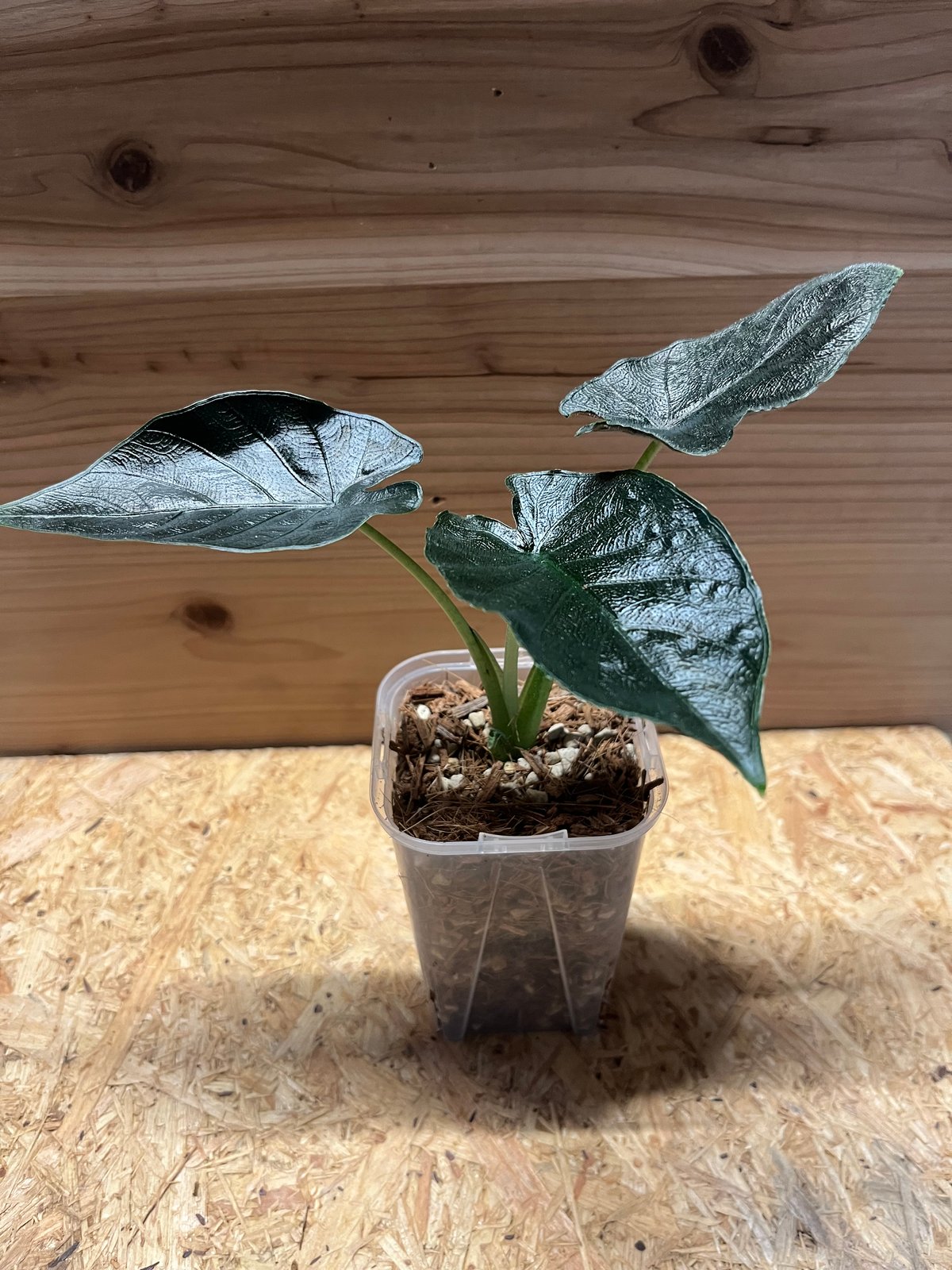 アロカシア　アントロベルベット アロカシア アントロベルベット | GREEN LUCK