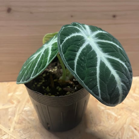 CATEGORY 観葉植物 | GREEN LUCK CATEGORY 観葉植物 | GREEN LUCK