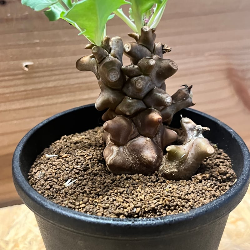 【鉢のまま発送】オトンナ へレー 鉢のまま発送】オトンナ へレー 現品限り】オトンナ・ヘレー【E24