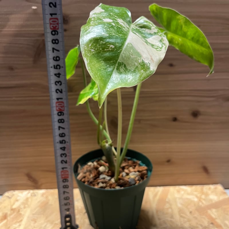 モンステラ　バールマルクスフレーム　フィロデンドロン　タイコン モンステラ バールマルクスフレーム フィロデンドロン タイコン