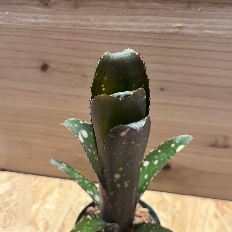 ビルベルギア 'ディッピンドッツ' | GREEN LUCK