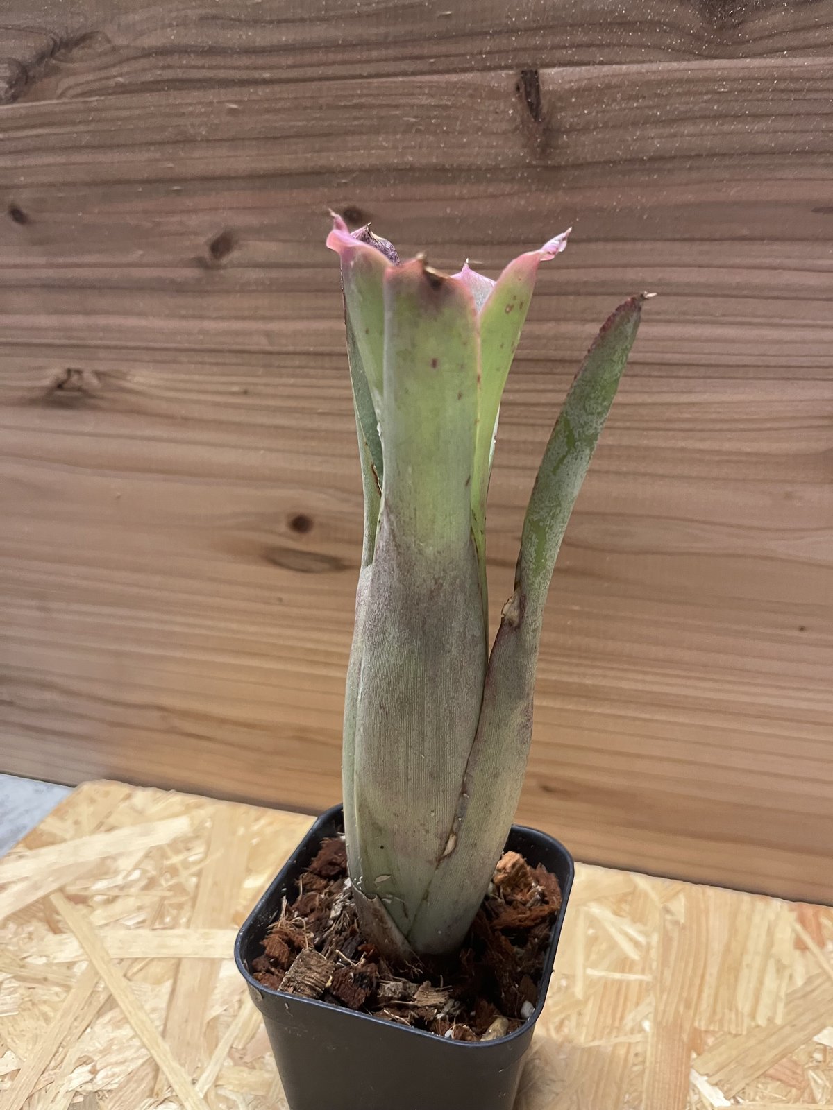 ネオレゲリア バヒアナ | GREEN LUCK