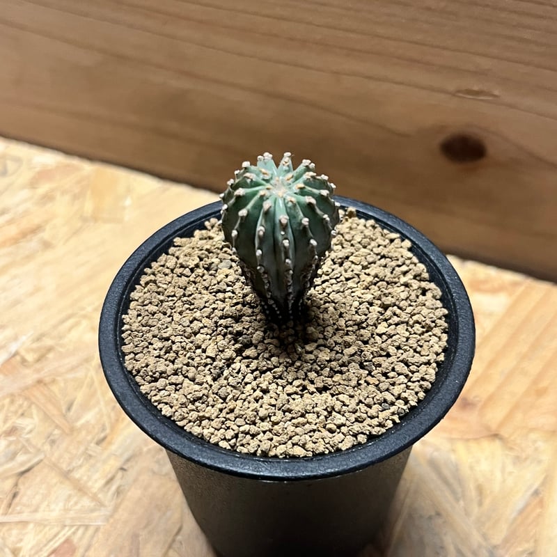 ゲオヒントニア メキシカーナ | GREEN LUCK