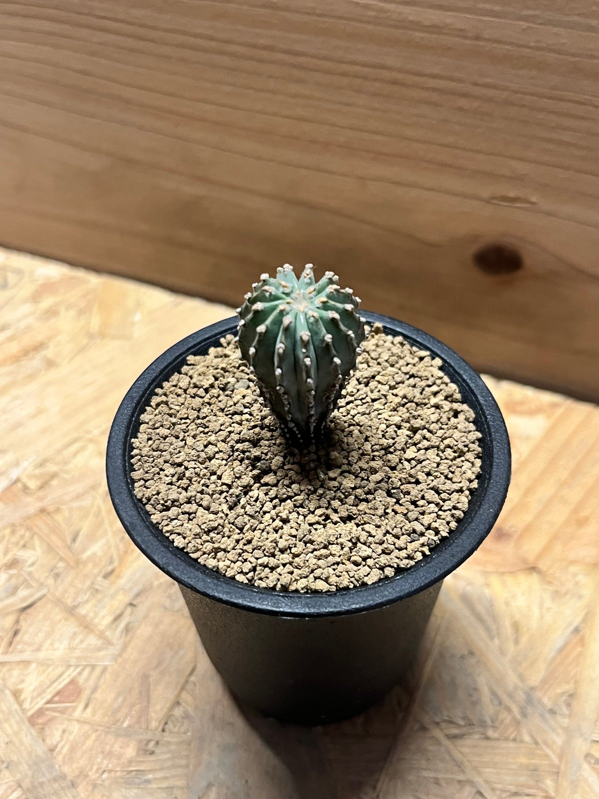 【良形】お値下げ！ゲオヒントニア　メキシカーナ ゲオヒントニア メキシカーナ | GREEN LUCK