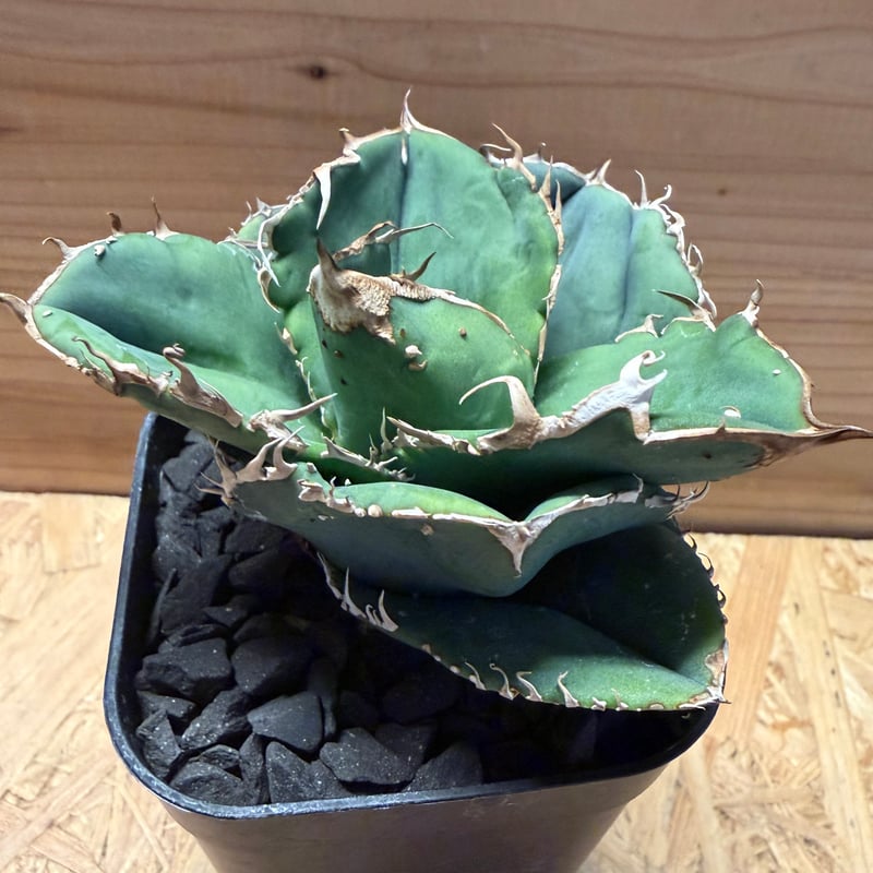 アガベ チタノタ '蚩尤' | GREEN LUCK