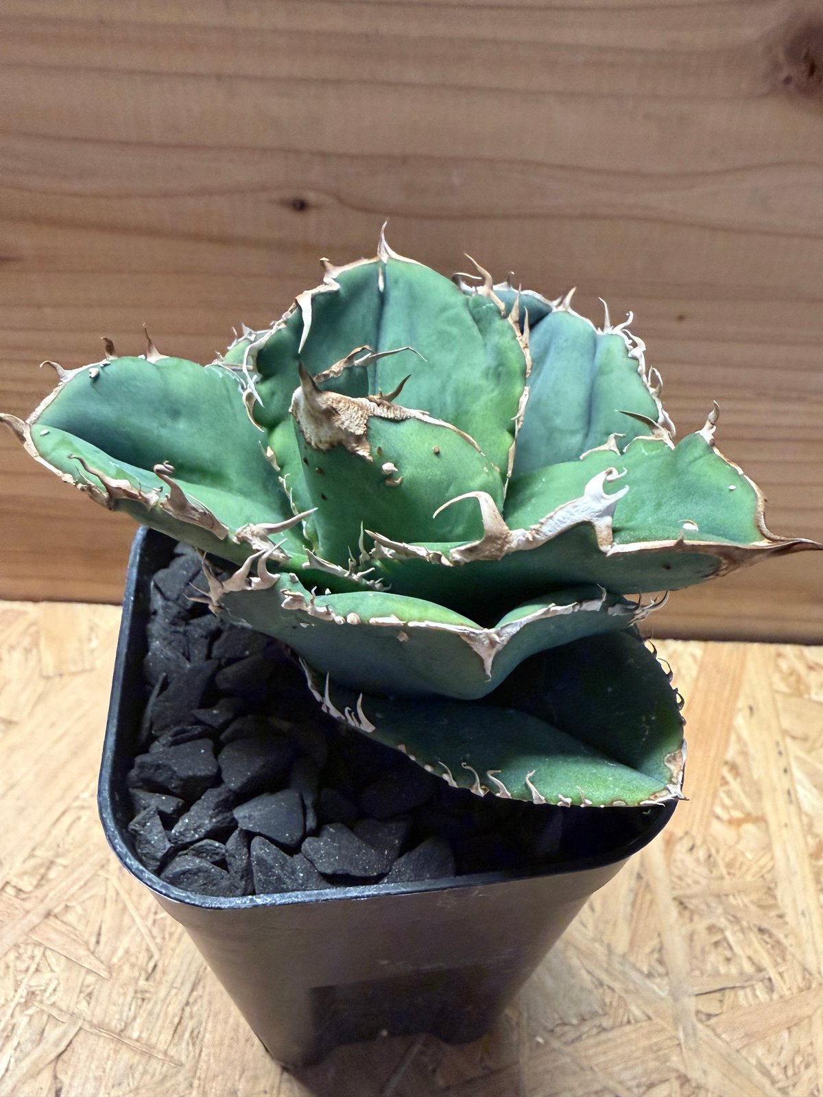 アガベ チタノタ '蚩尤' | GREEN LUCK