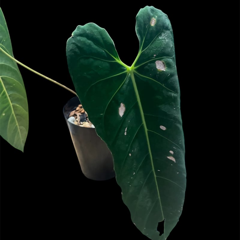 アンスリウム メタリカム | GREEN LUCK