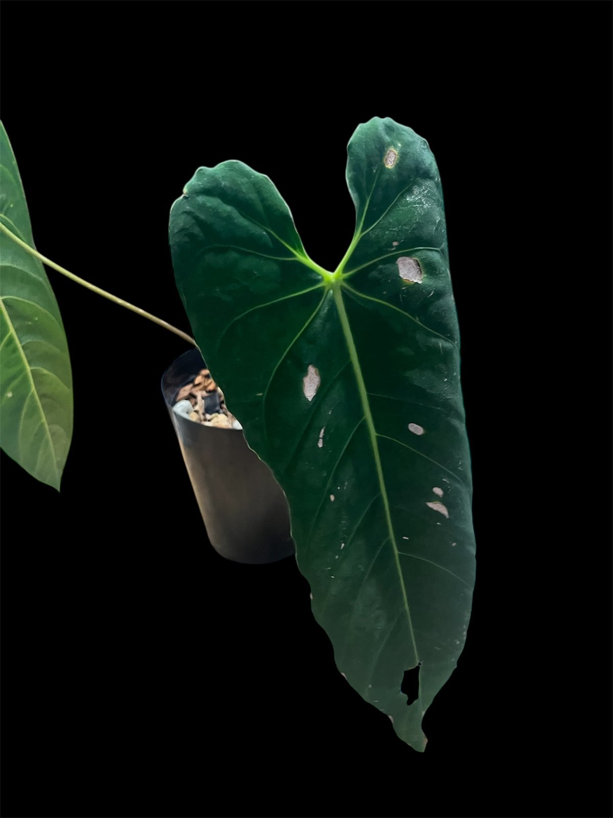 アンスリウム メタリカム | GREEN LUCK