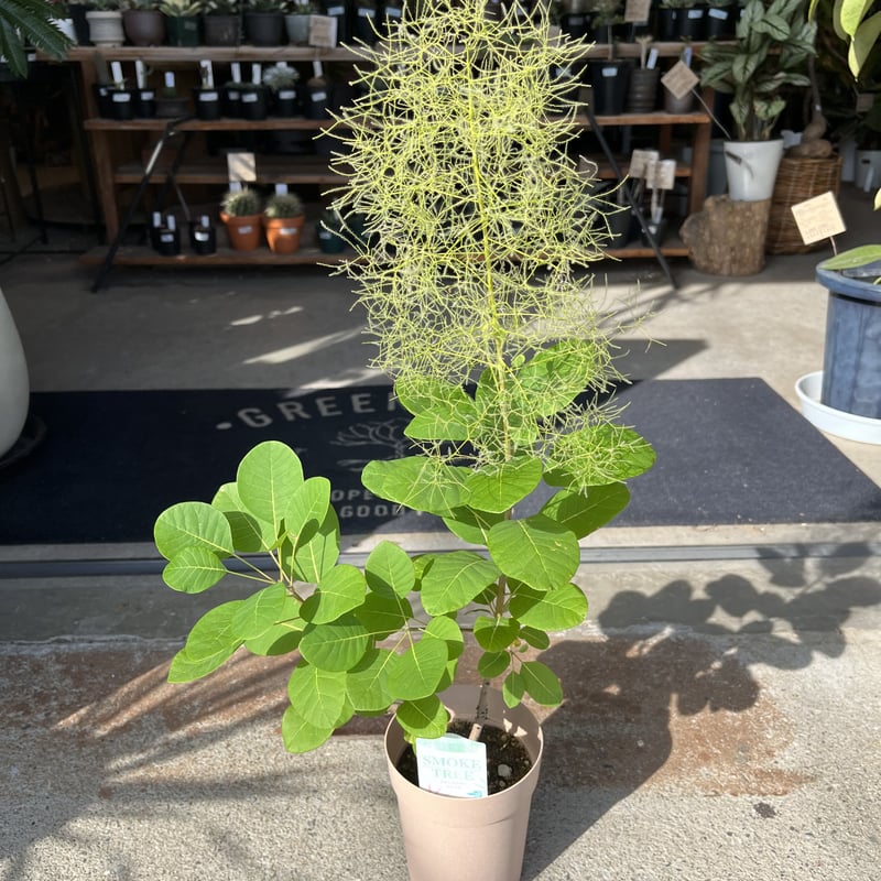 スモークツリー | GREEN LUCK