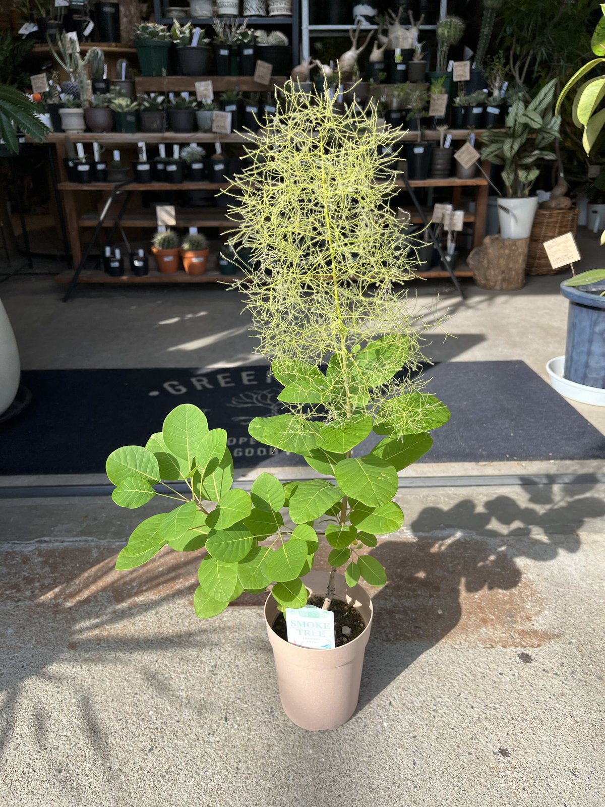 スモークツリー | GREEN LUCK
