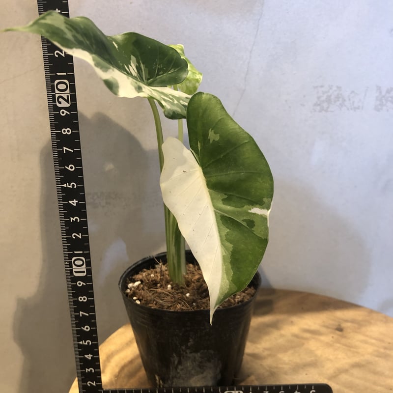 斑入り クワズイモ アロカシア オドラ | GREEN LUCK