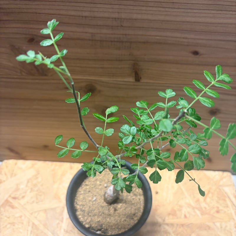 パキコルムスディスカラー　象の木 パキコルムスディスカラー 象の木