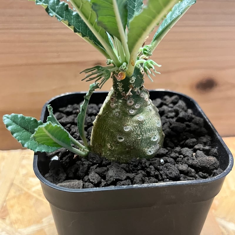 ドルステニア　ラブラニー ドルステニア ラブラニー | GREEN LUCK