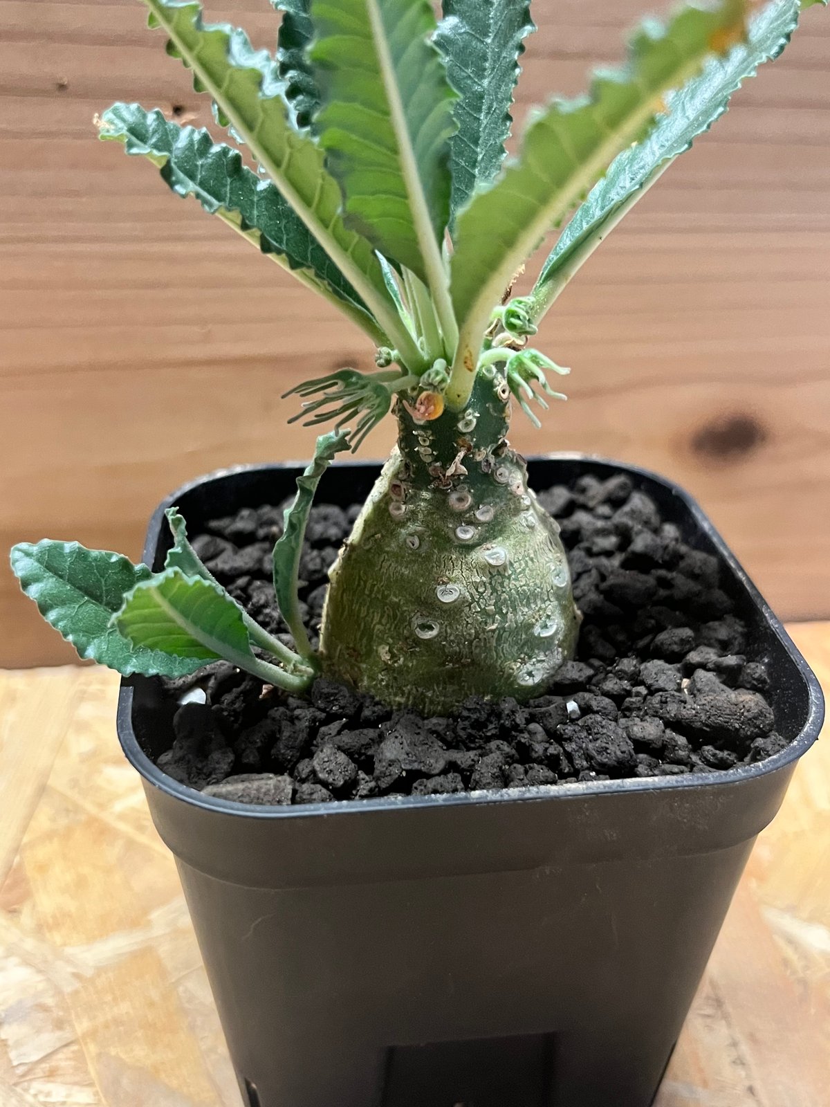 ドルステニア ラブラニー 【高さ27cm】 ドルステニア ラブラニー | GREEN LUCK