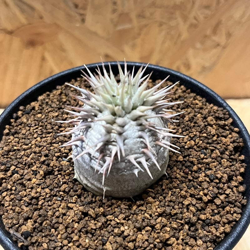 パキポディウム デンシカウレ 恵比寿大黒 | GREEN LUCK