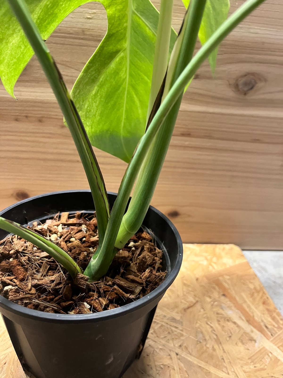 「激レア」モンステラ　フルミント 現品　Monstera full mint モンステラ フルミント | GREEN LUCK