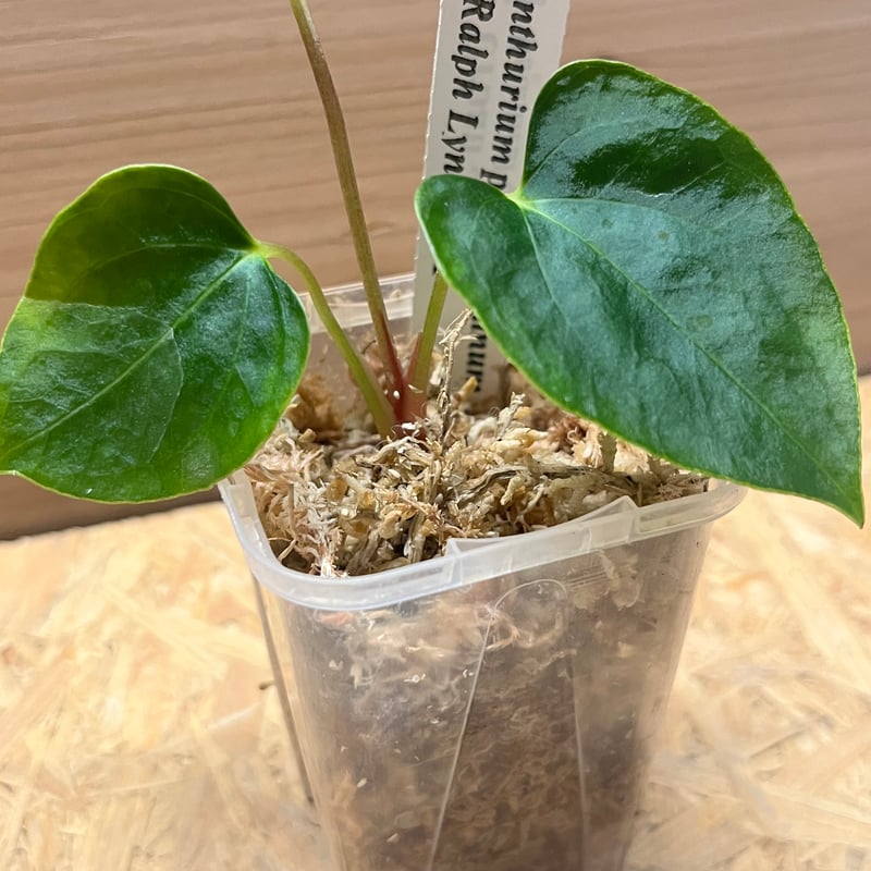 アンスリウム パピリラミナム ラルフライナム | GREEN LUCK