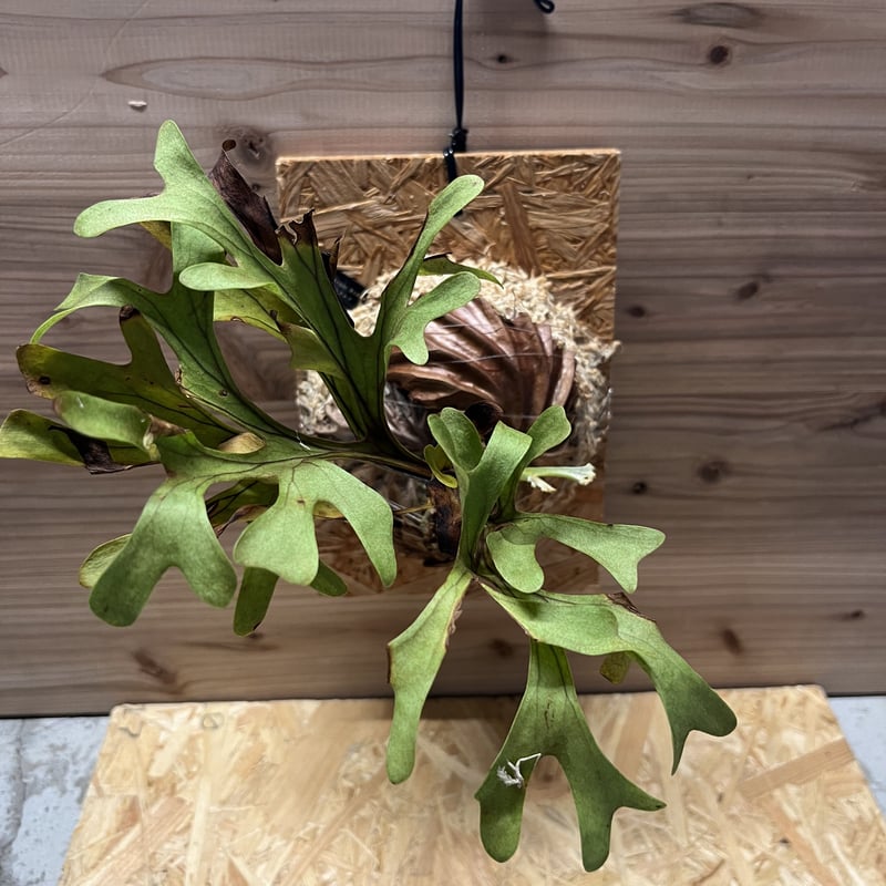 ビカクシダ リドレイ インドネシア ワイルド | GREEN LUCK