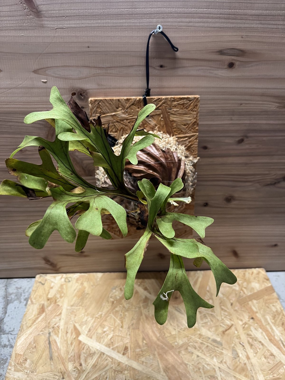 人気品種リドレイワイルド株 P.ridleyiWildCenterBorneo ビカクシダ・リドレイ (ワイルド) 成長記録・育て方 | シロウト園芸