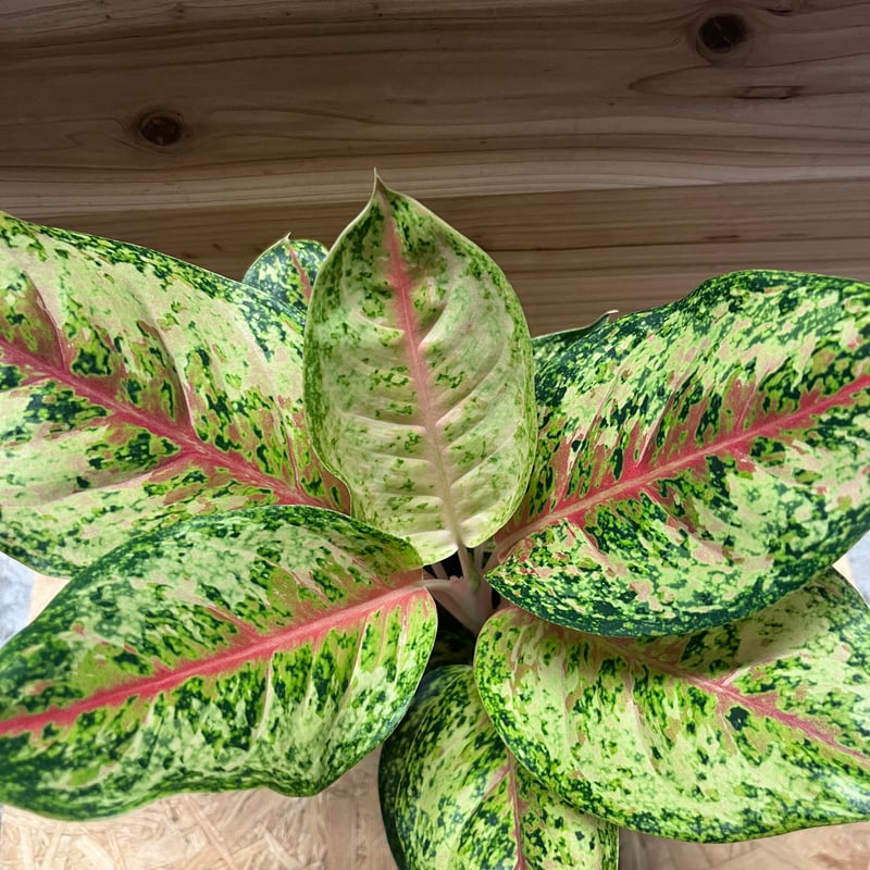 アグラオネマ ‘10カラット’ 大株 6号鉢／高さ60cm超・斑入り美株 アグラオネマ 10カラット | GREEN LUCK