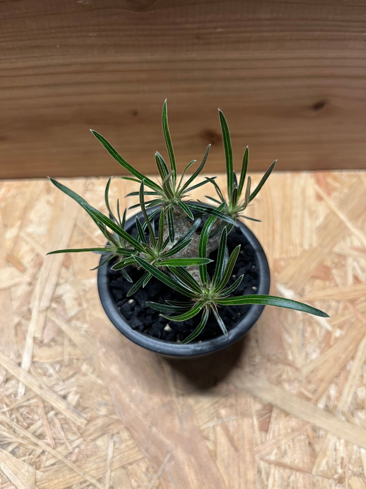 パキポディウム グラキリス×伝市鉢 | GREEN LUCK