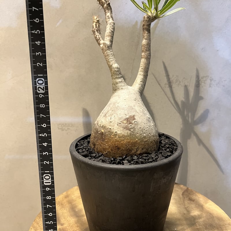 パキポディウム グラキリス 発根済 10