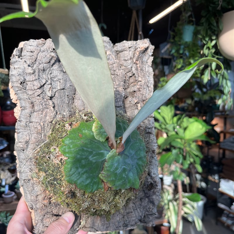 ビカクシダ マダガスカリエンセ | GREEN LUCK