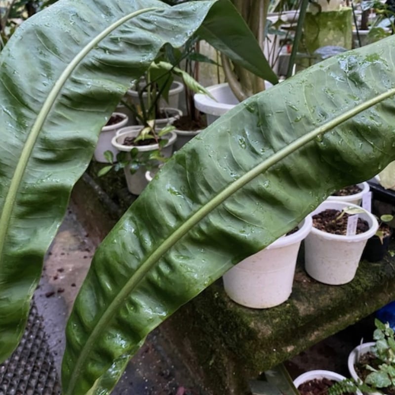 アンスリウム sp.モロナ | GREEN LUCK