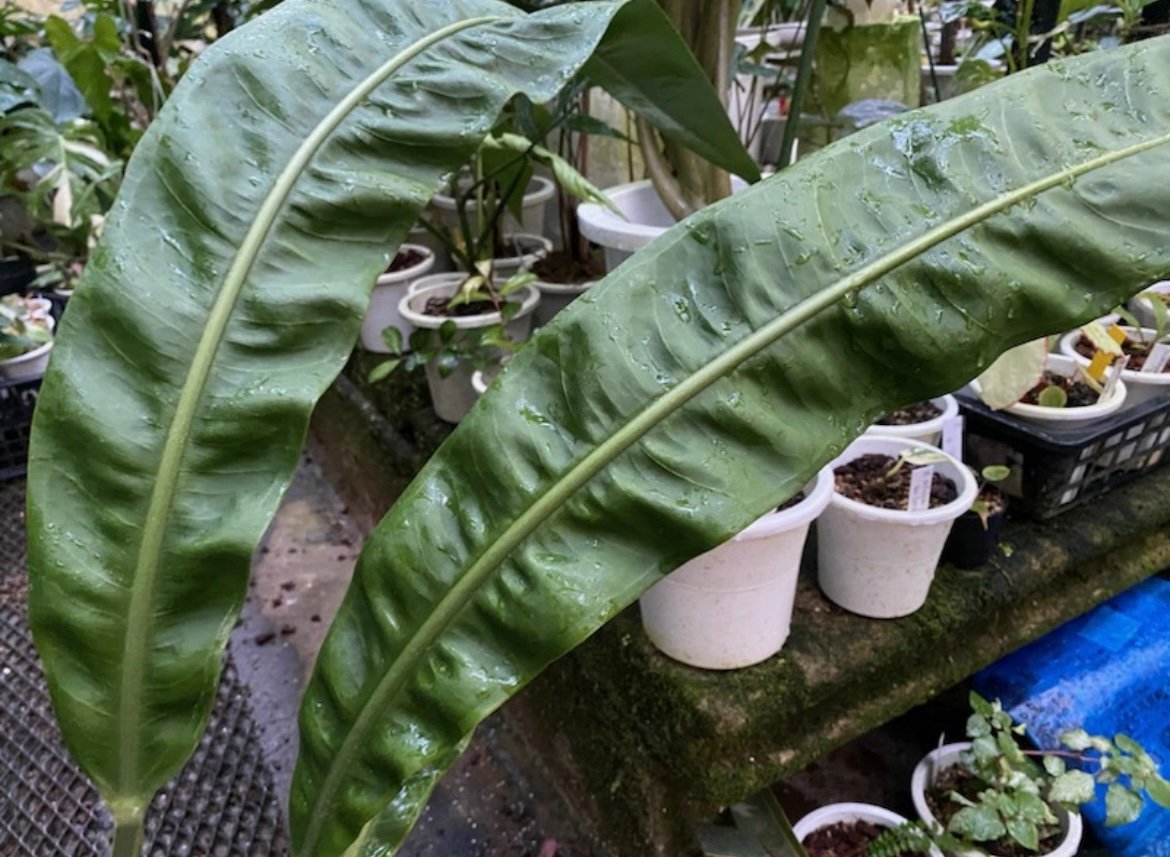 アンスリウム spモロナ fit=scale-down,w=1200