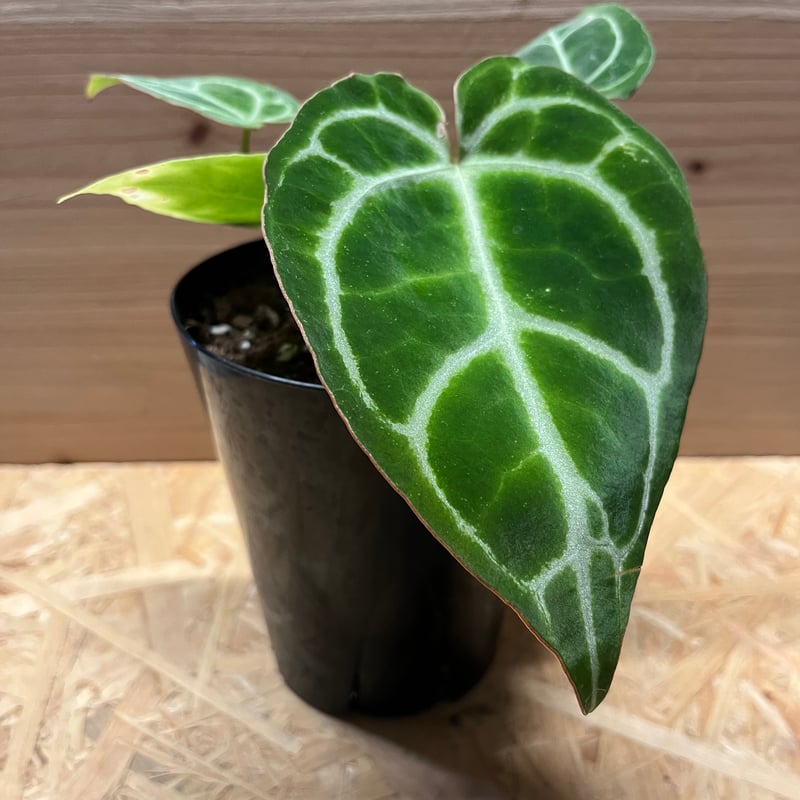 アンスリウム クリスタリナム | GREEN LUCK