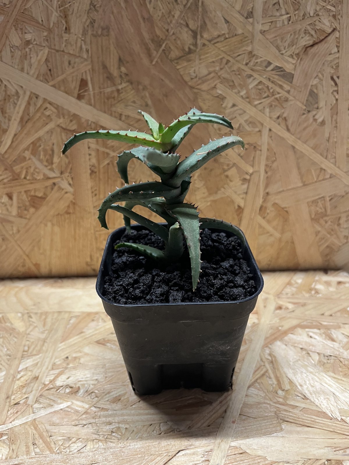 多肉植物 十兵衛×カスティロニアエ(根付き苗です) 多肉植物 十兵衛×カスティロニアエ(根付き苗です) - メルカリ