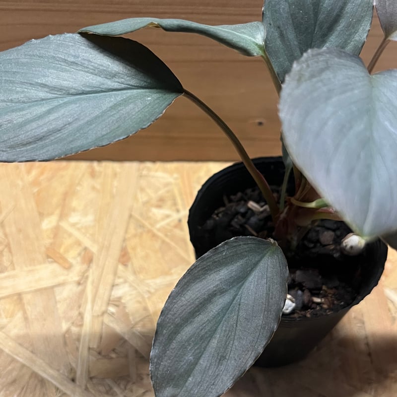 ホマロメナ sp.赤銀 West Java | GREEN LUCK