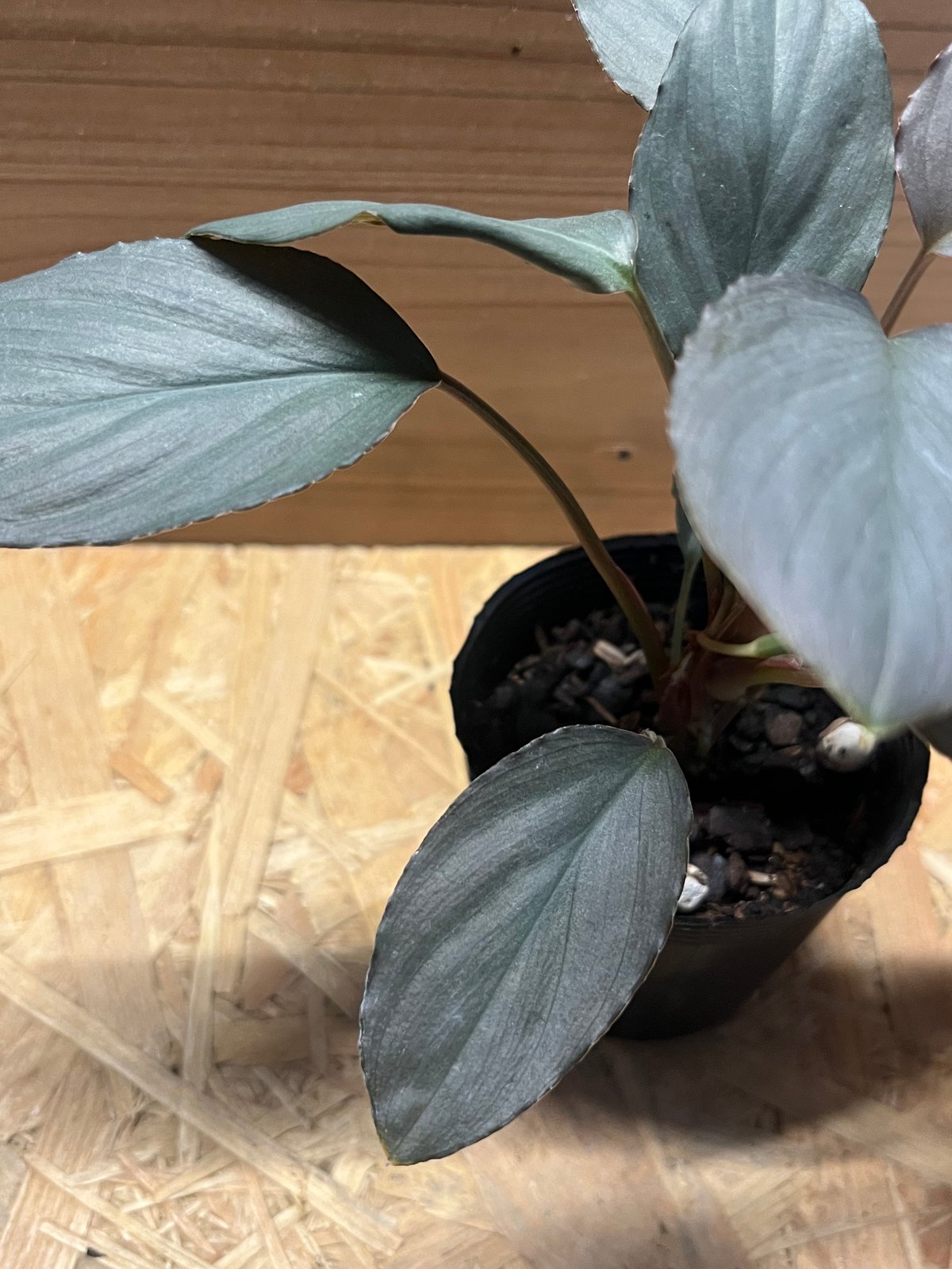 ホマロメナ sp.赤銀 West Java | GREEN LUCK