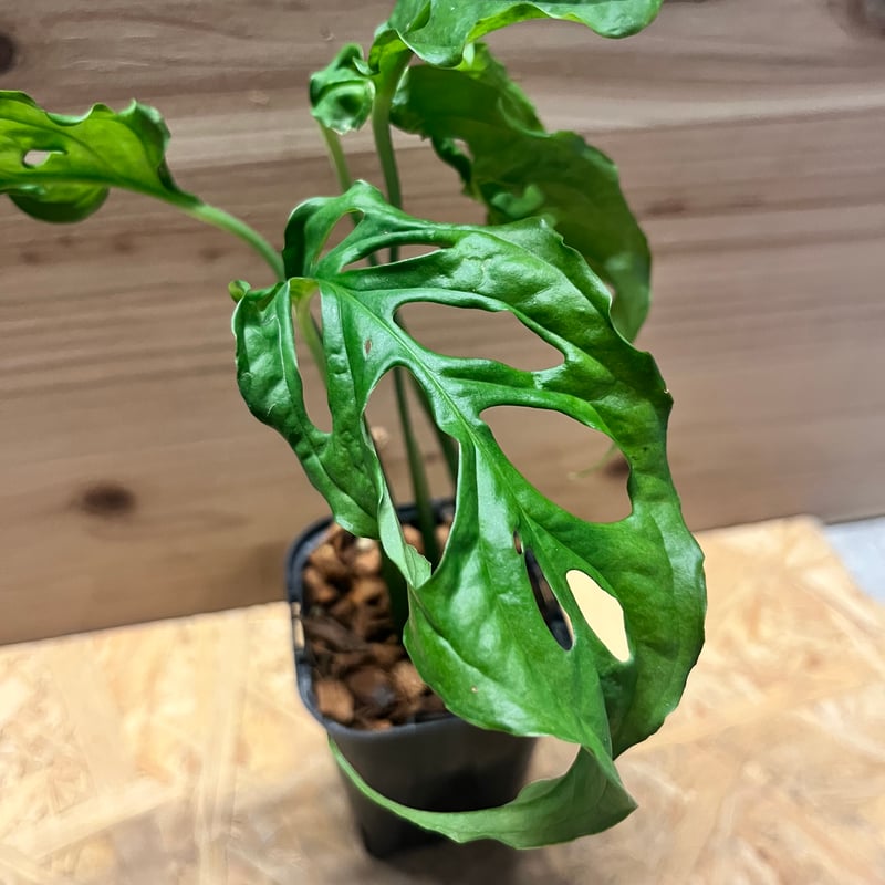 モンステラ オブリクア ペルー | GREEN LUCK