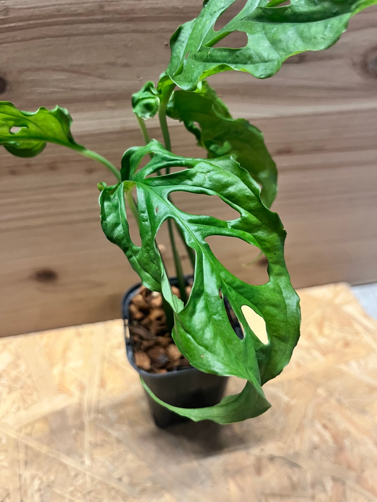 モンステラ オブリクア ペルー | GREEN LUCK