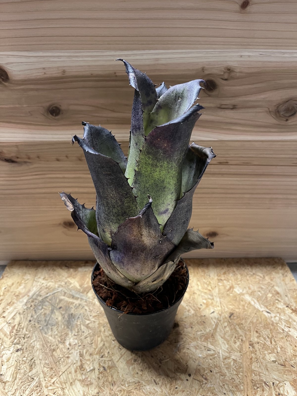 ホヘンベルギア レオポルドホルスティ ブラックフォーム | GREEN LUCK