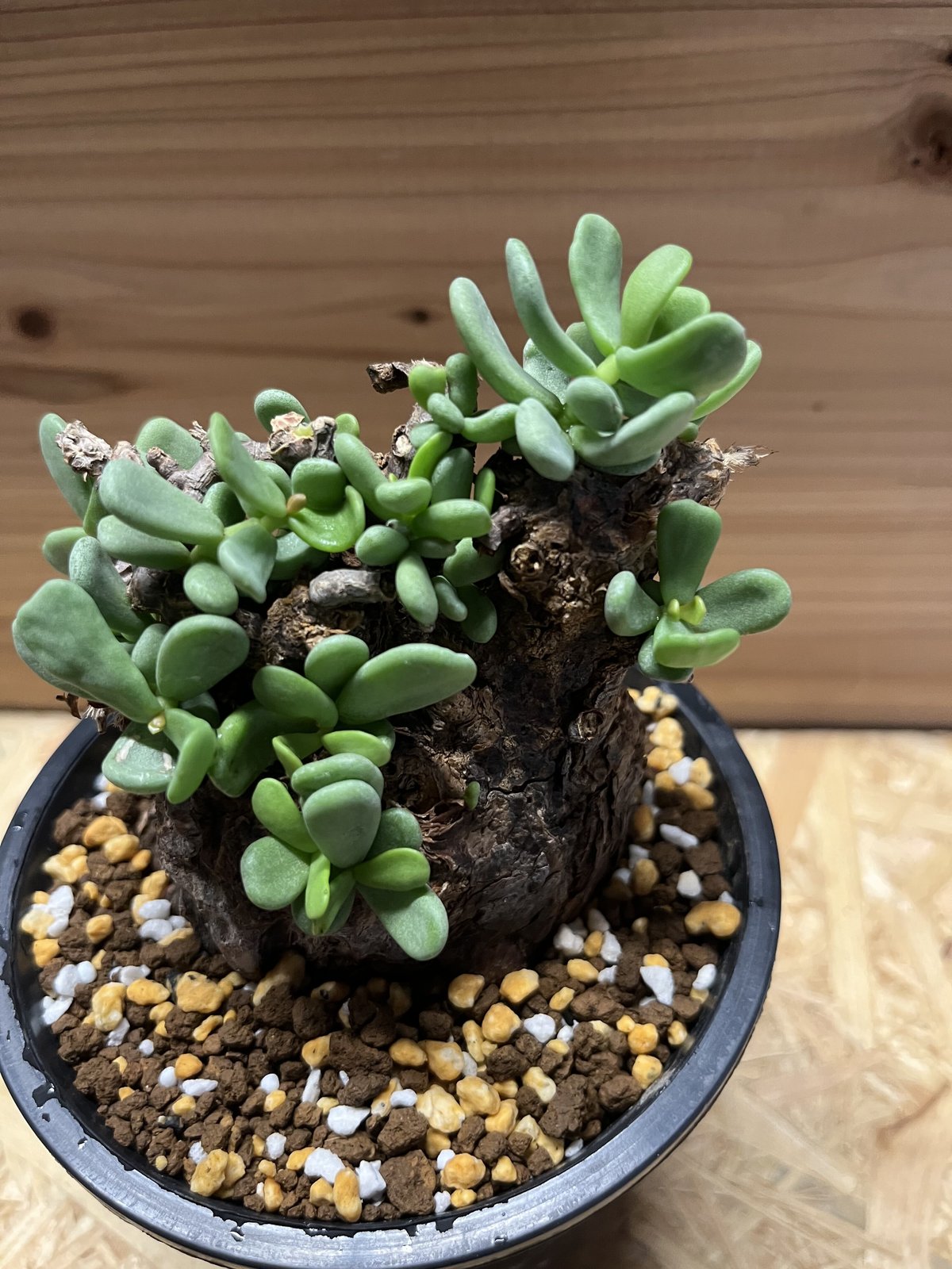 ケラリアピグマエア塊根幅13cm ケラリア ピグマエア | GREEN LUCK