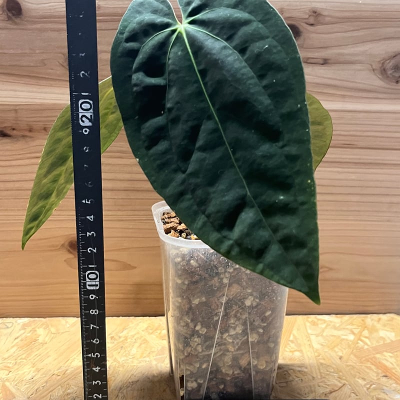 アンスリウム パピリラミナム 'グナヤラ' | GREEN LUCK