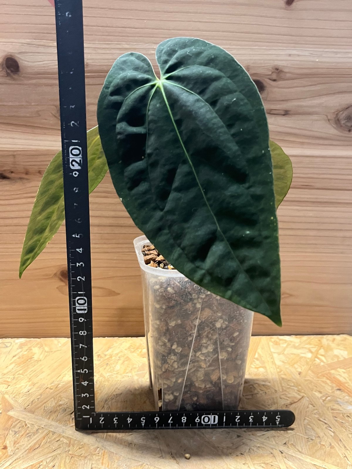 85 S&P アンスリウム　パピリラミナム　グナヤラタイプ　原種 85 S&P アンスリウム パピリラミナム グナヤラタイプ 原種 Anthurium