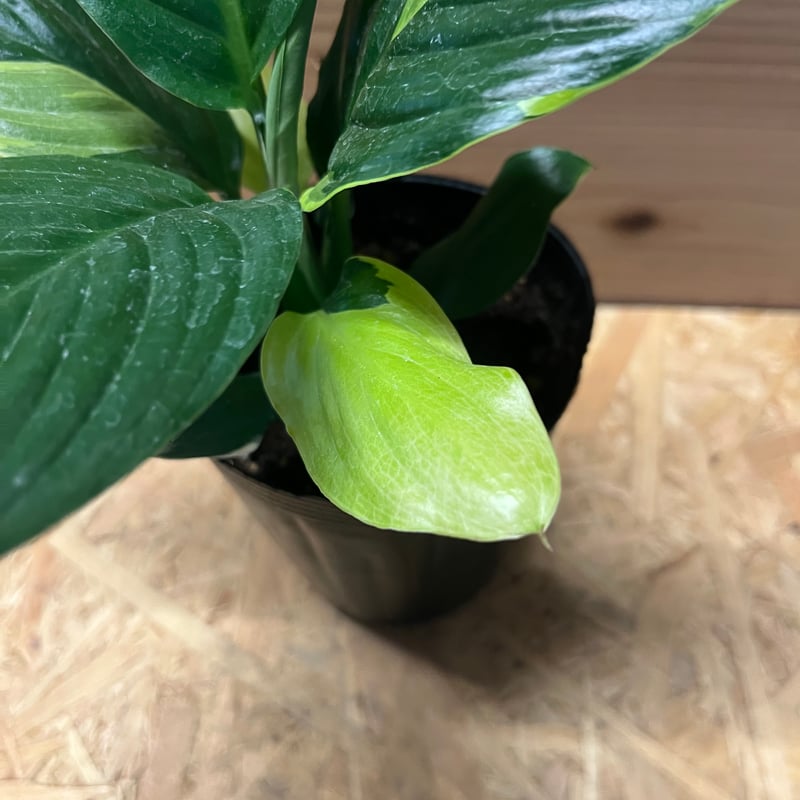 スパティフィラム センセーション 黄斑 | GREEN LUCK