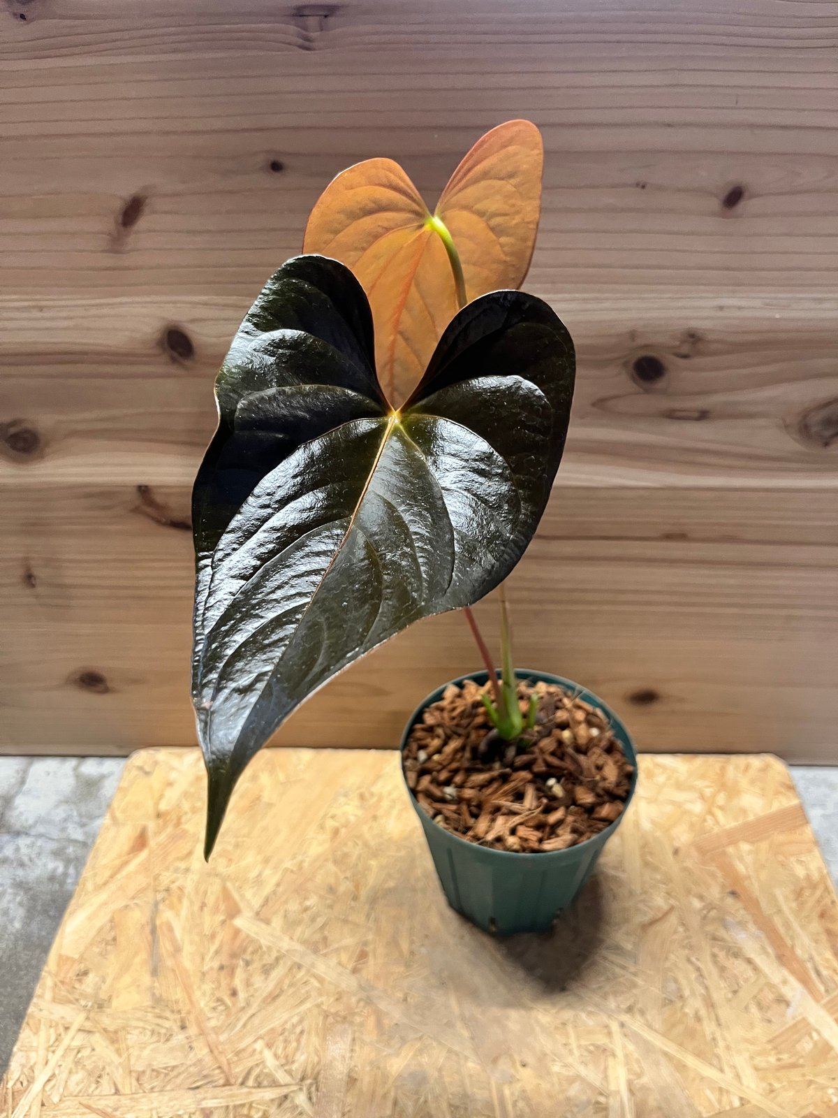 148 ワロクアーナムエスメラレルダ アンスリウム Anthurium