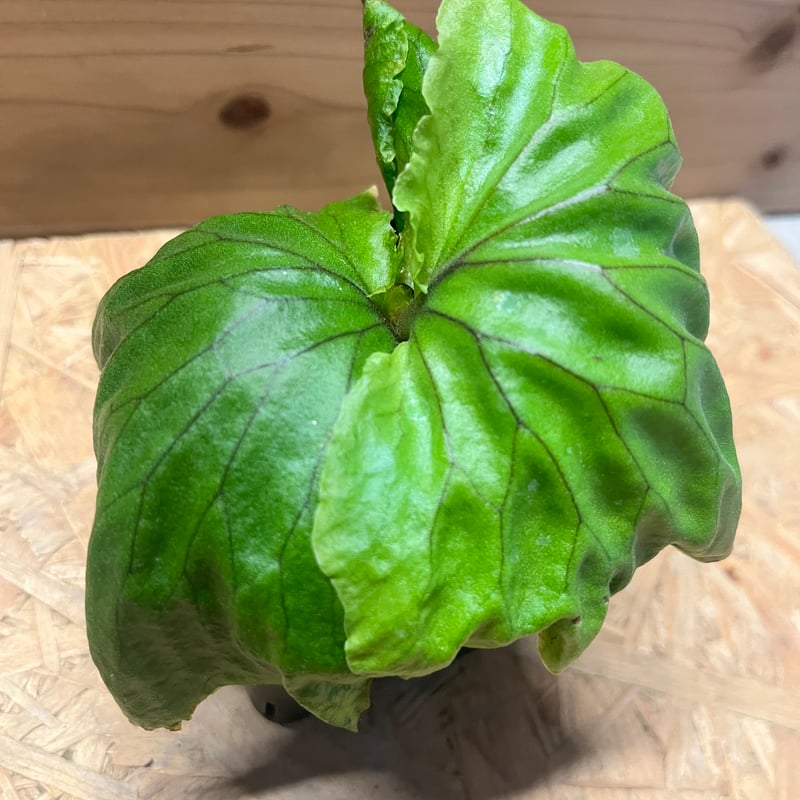 ビカクシダ マダガスカリエンセ | GREEN LUCK